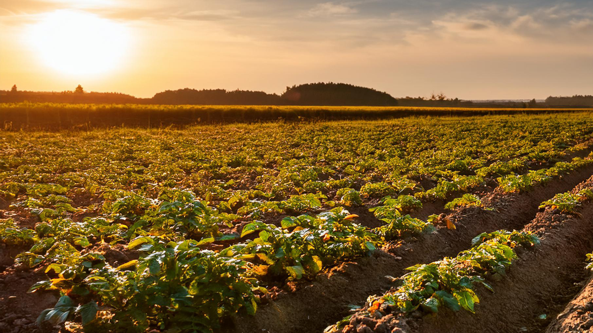 Agriculture: Potato field in the afternoon (AI generated)